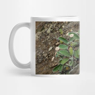 The Marlborough Rock Daisy Mug